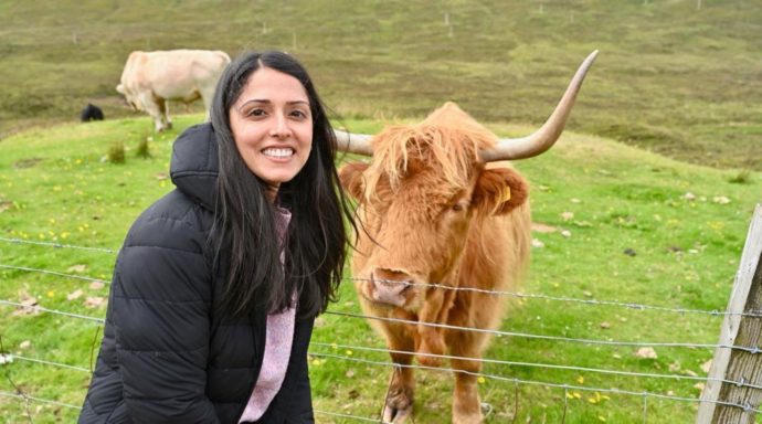 Highland coo